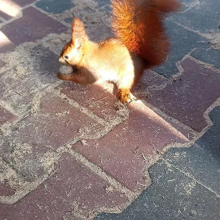 Hotel Dom Nad Narwia - Cisza Spokoj Rzeka Jezioro Rogozno (Wyszkow)